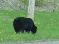 auf unserer Tour der erste Bär in echt - Yahoo (ist das kanadische Yeehaw)