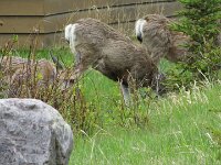 laufen die einfach so rum - ist ja auch IHRE Heimat