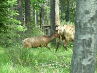 Begrüßung auf dem Campground in Jasper durch ein paar Elks (keine Elche - auch keine Hirsche)