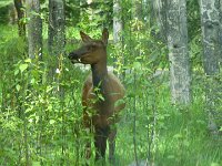 weiblicher Elk