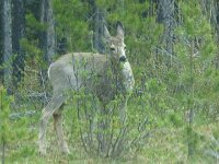 da kommt noch jemand zur Begrüßung