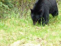 am Straßenrand Schwarzbär