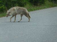 und dann Coyote Karl mitten auf der Straße - warum auch nicht - wir sind die Besucher !!!