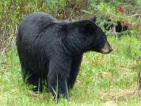 mit Nachwuchs im Gebüsch