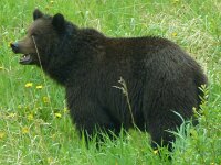 Grizzly - kurz nachdem wir die nördliche Ausfahrt des Jasper National Parks passiert hatten