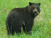 sieht zum knuddeln aus (wie Steiff Knopf im Ohr) - haben uns trotzdem nicht getraut