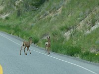Wildtiere über die Fahrbahn