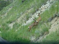 und verschwinden in den Hügeln