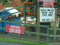vorbei an frisch geernteten Pumpkins