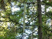 wo einige Bäume schon Lametta angelegt haben.