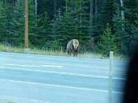 anderen Tiersichtung