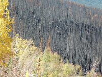 auch abgebrannte Wälder sehen wir