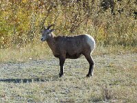 und wieder Tiere am Wegesrand in Jasper