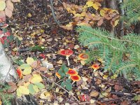 NR2 am 31.10 - schön, aber gefährlich