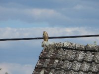 Schaut bei der Arbeit zu