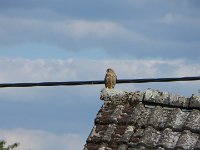 Schaut bei der Arbeit zu