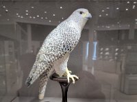 Swarovski Ausstellung in Schwaz