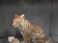 Swarovski Ausstellung in Schwaz