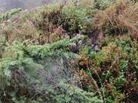 kleine Wunder am Wegesrand