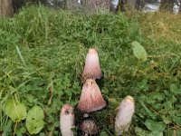 kleine Wunder am Wegesrand