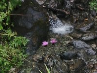 kleine Wunder am Wegesrand