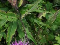 kleine Wunder am Wegesrand