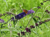 20210721 Metterschlinge