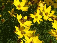 20210721 Bienen-Suchbild