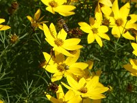 20210721 Bienen-Suchbild