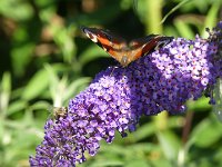 20210722 - zwei auf einen Streich