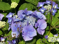 20210722 was immer das ist - aber schön . . .