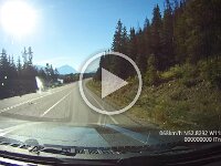 202209260819 1235 Elk  Elk on the road