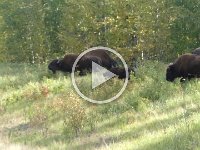 220914 Bisonherde