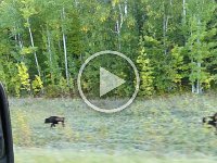 220917 Bisonwanderung