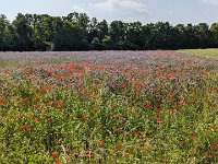 240607-085740 FlowerPower