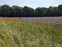 240607-085751 FlowerPower