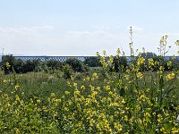 240607-090531 FlowerPower