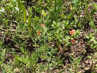 Insektenblumenbeet 20240527 ersteBlüten1