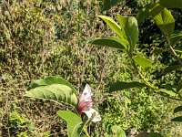 PXL 20240715 070537126 Tulpenbaum