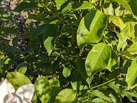 PXL 20240715 070543785 Tulpenbaum