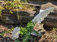 PXL 20240715 070551396 Schmetterlingsflieder-neu