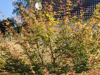 PXL 20240715 070558718 Kanadischer-Ahorn