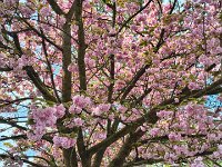 20250420 104414 rosa