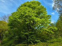 20250420 104507 grün