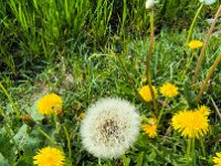 20250420 104904 weiß+gelb