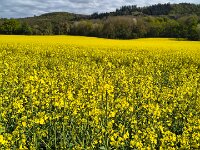 20250421 100616 Rapsfeld