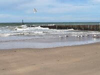 Strand in Cadzand mit Möwen
