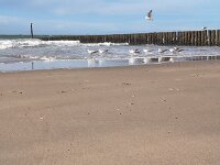 Strand in Cadzand - und mehr Möwen