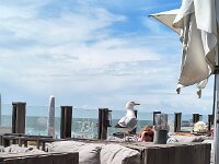 Möwenbesichtigung in Vlissingen
