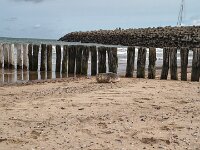 Robbe im Sand
